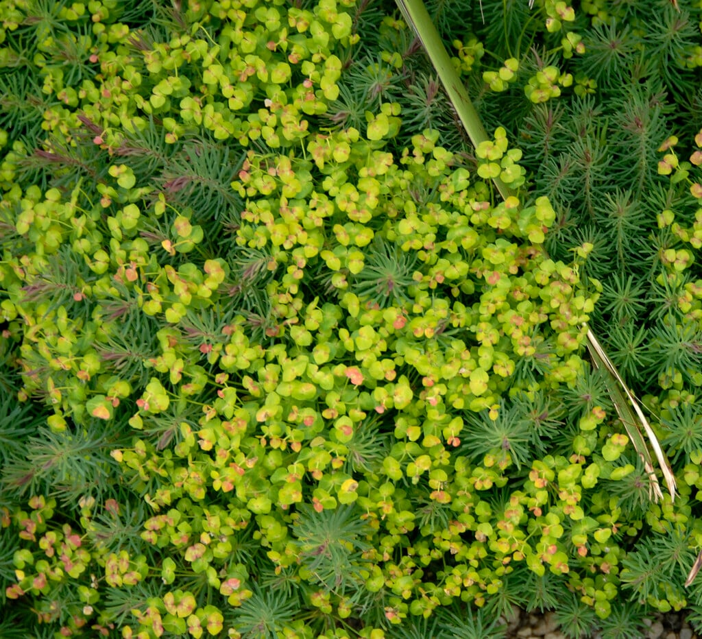cypress spurge 'Fens Ruby'