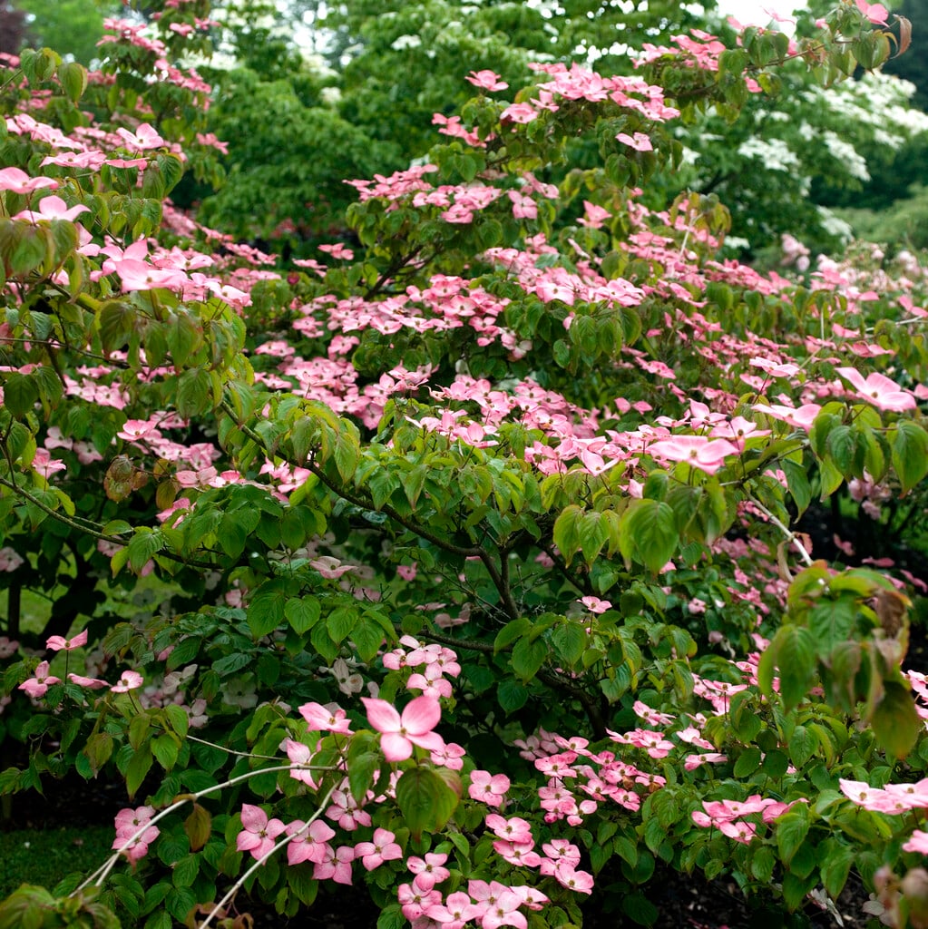 kousa 'Rosea'