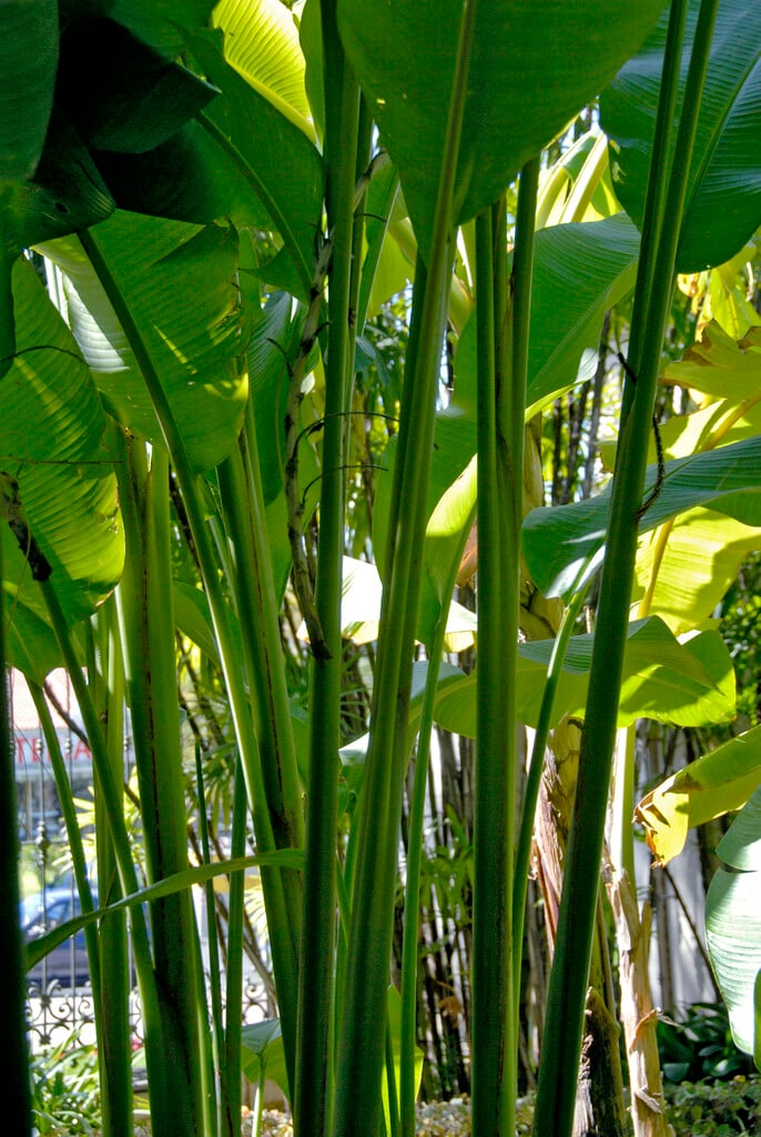 false bird of paradise