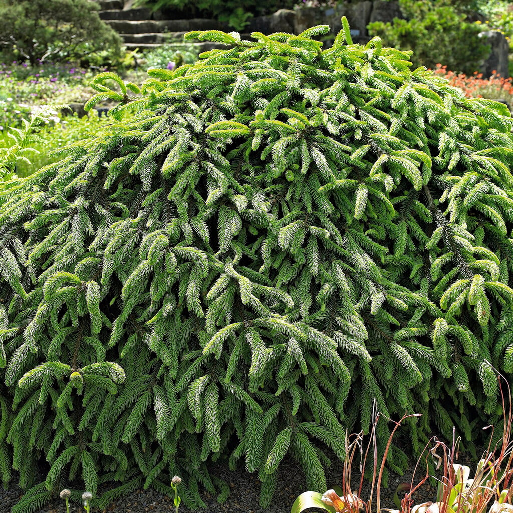 <i>Picea</i> <i>abies</i> 'Reflexa'