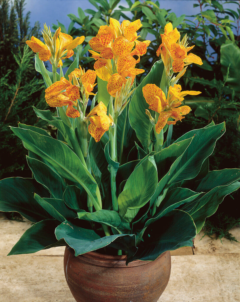 canna 'En Avant'