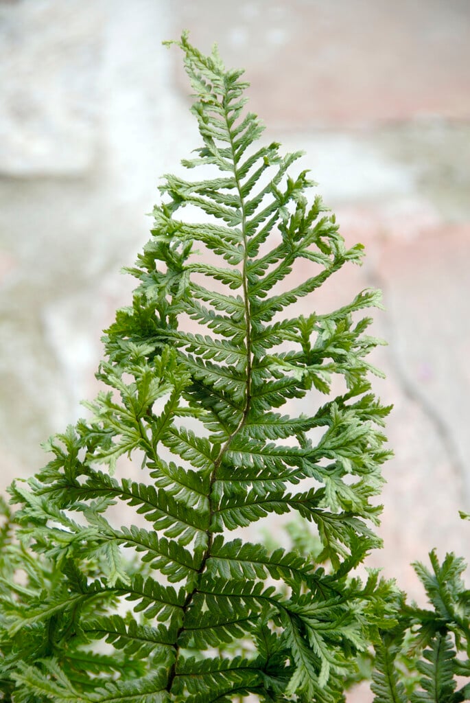 scaly male fern 'Cristata'