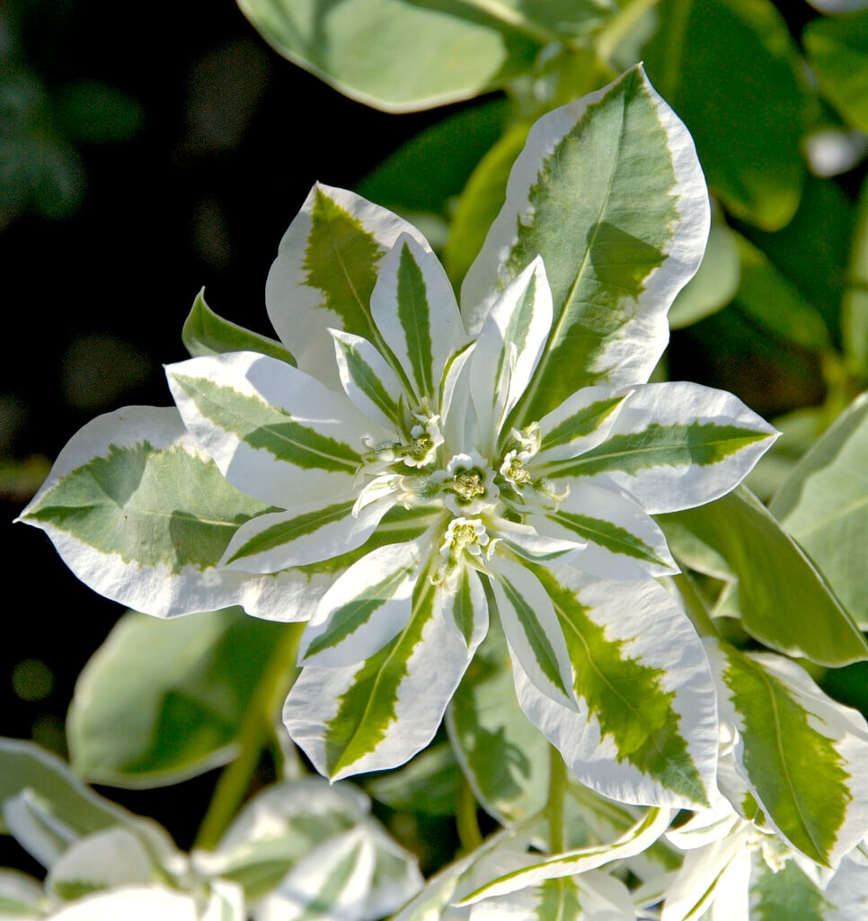spindle 'Silver Queen'