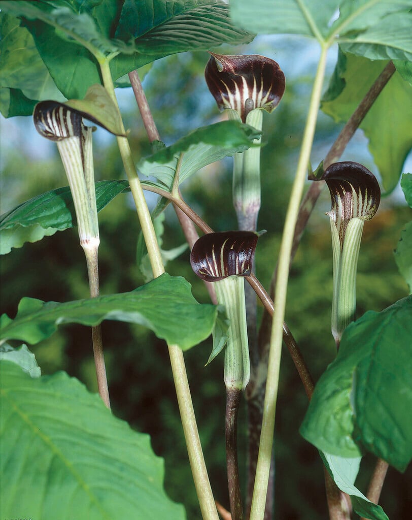 Jack-in-the-pulpit