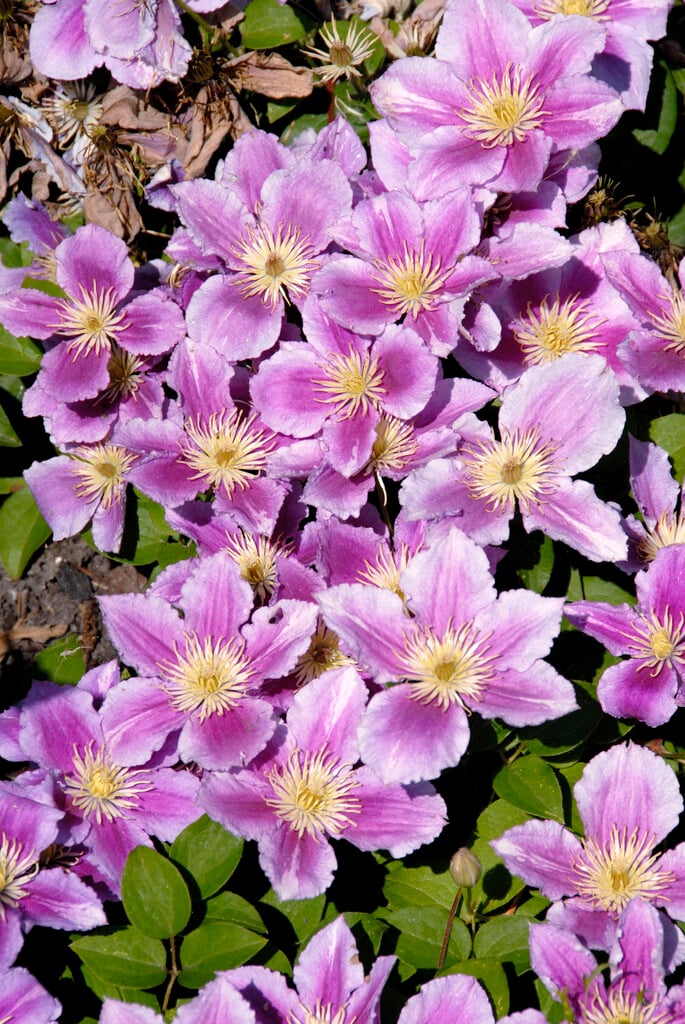 clematis 'Piilu'