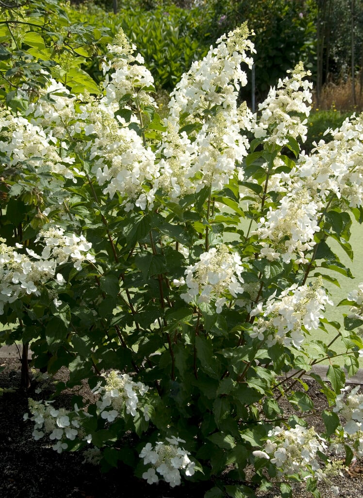 panicled hydrangea 'Pink Lady'