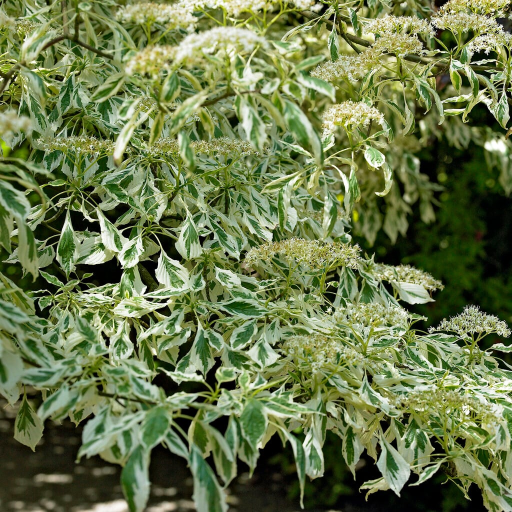 silver pagoda dogwood