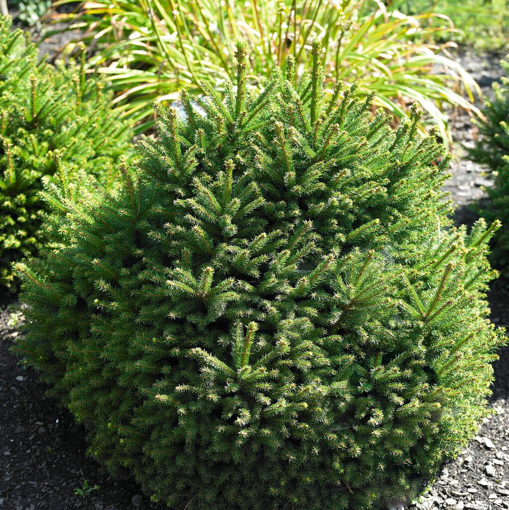 <i>Picea</i> <i>abies</i> 'Ohlendorffii'