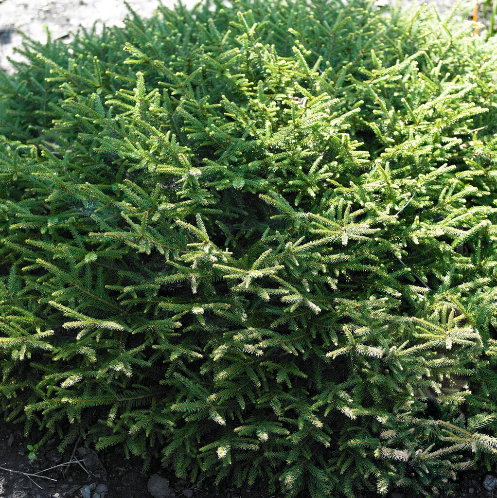 <i>Picea</i> <i>abies</i> 'Repens'