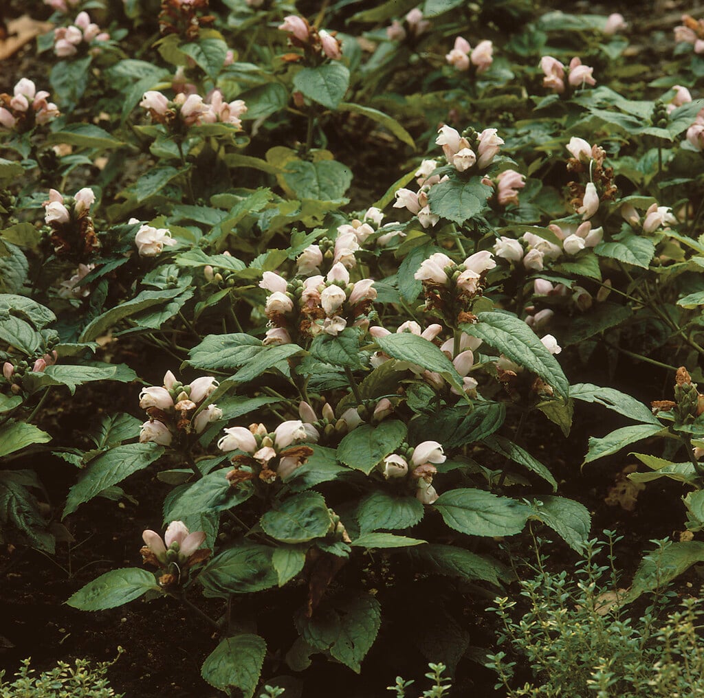Lyon's shell flower