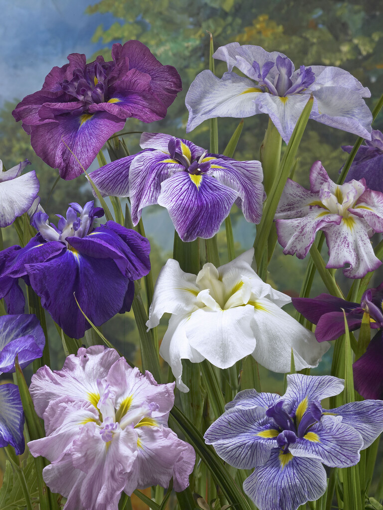 Japanese water iris