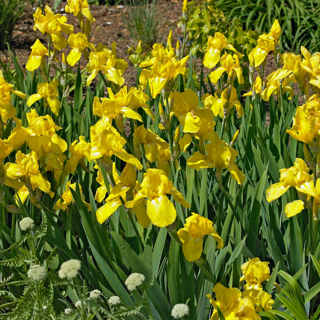 iris 'Canary Bird'