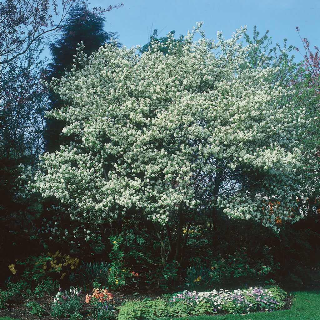<i>Amelanchier</i> × <i>grandiflora</i>