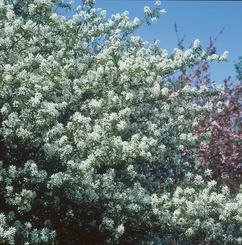 <i>Amelanchier</i> × <i>grandiflora</i>