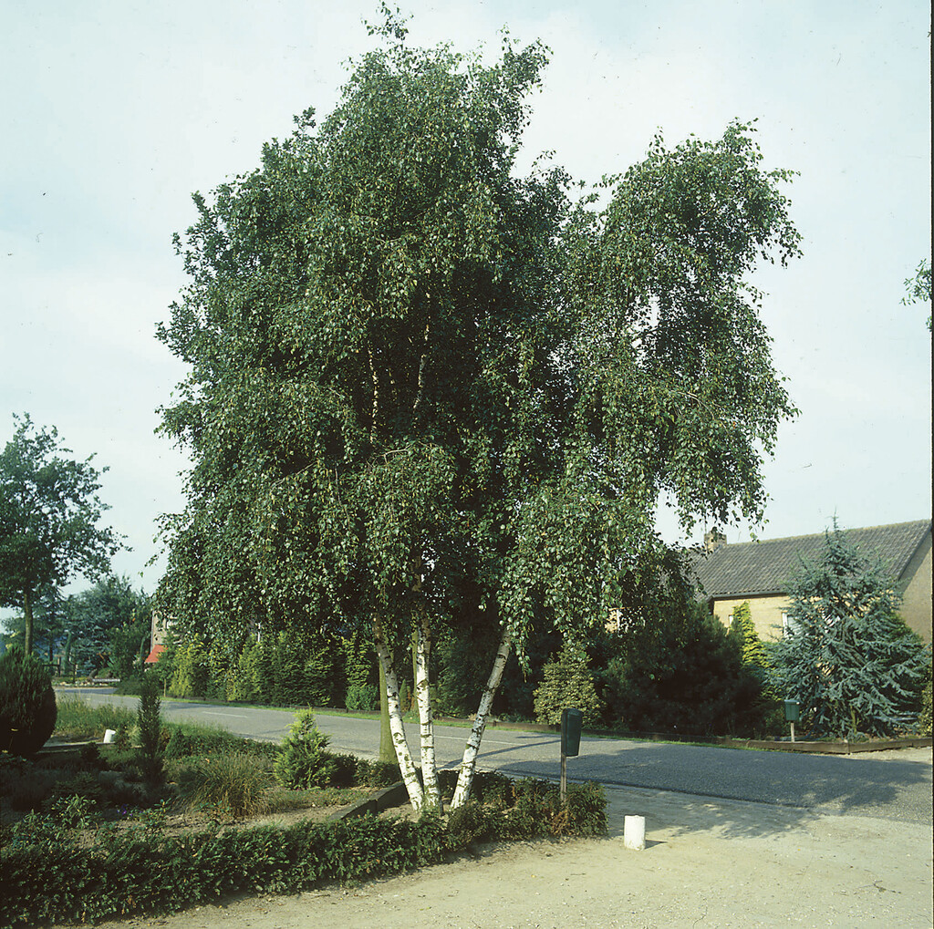 silver birch