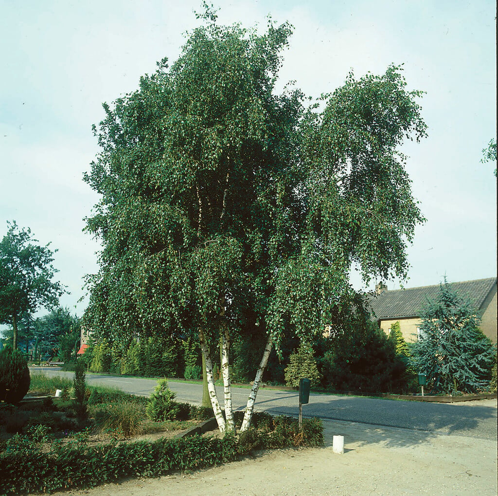 silver birch