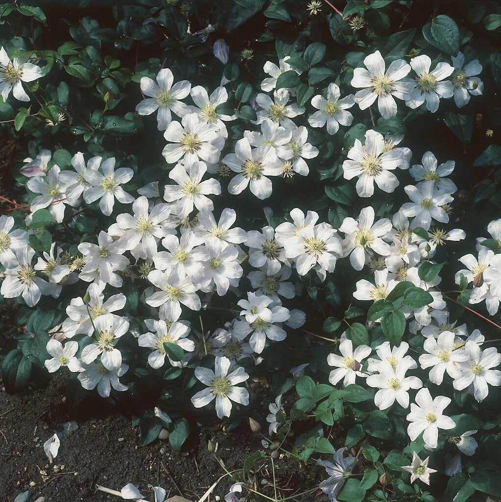 <i>Clematis</i> <i>henryi</i>