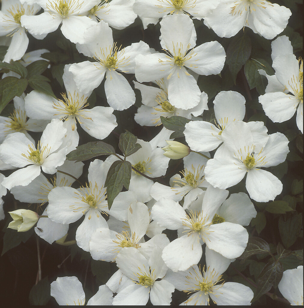 white anemone clematis
