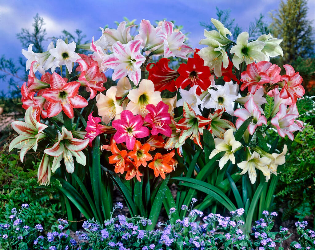 amaryllis 'Sonatini'