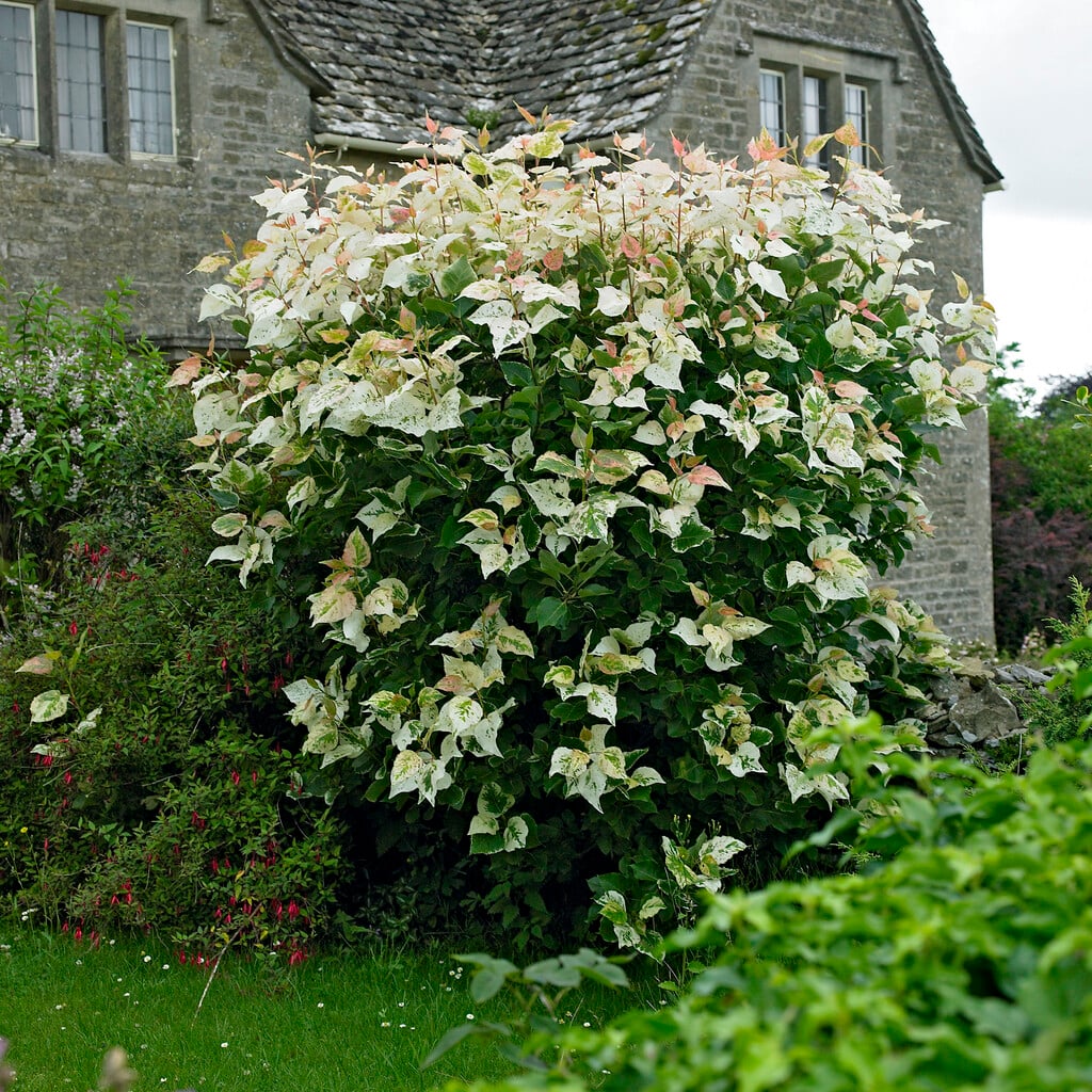 balsam poplar