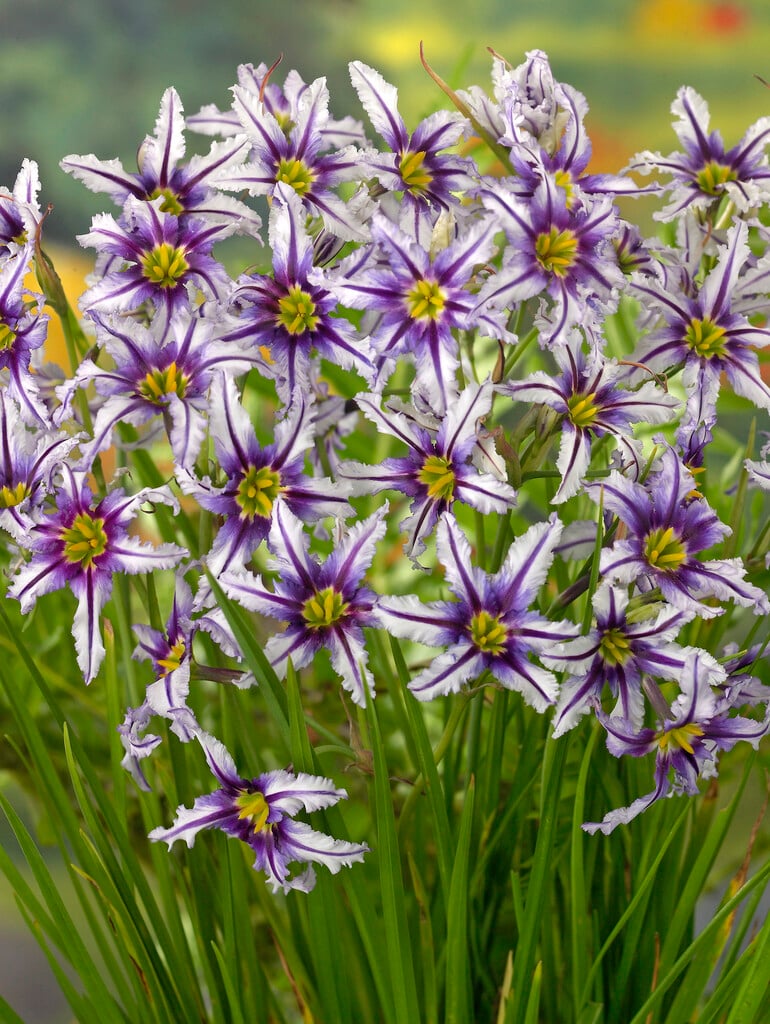 <i>Leucocoryne</i> 'Sunny Stripe'