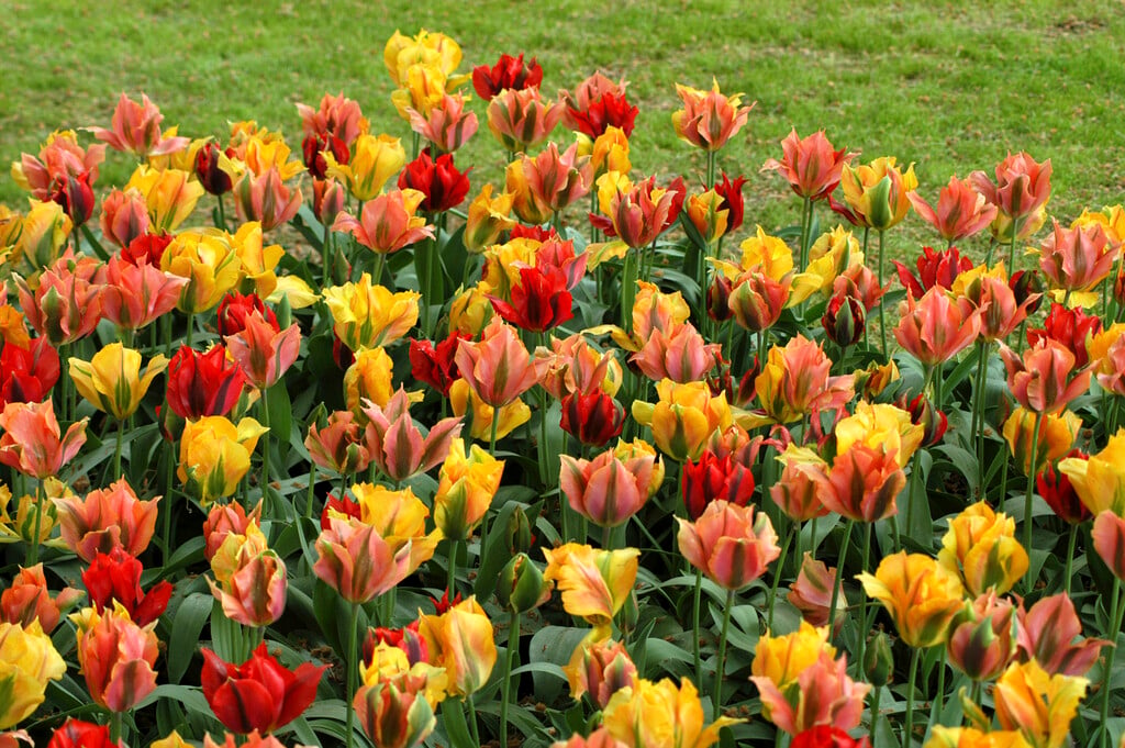 <i>Tulipa</i> 'Viridiflora' (8)