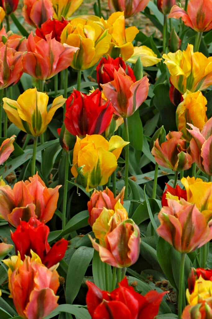 <i>Tulipa</i> 'Viridiflora' (8)