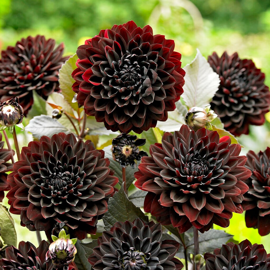 dahlia 'Karma Choc'