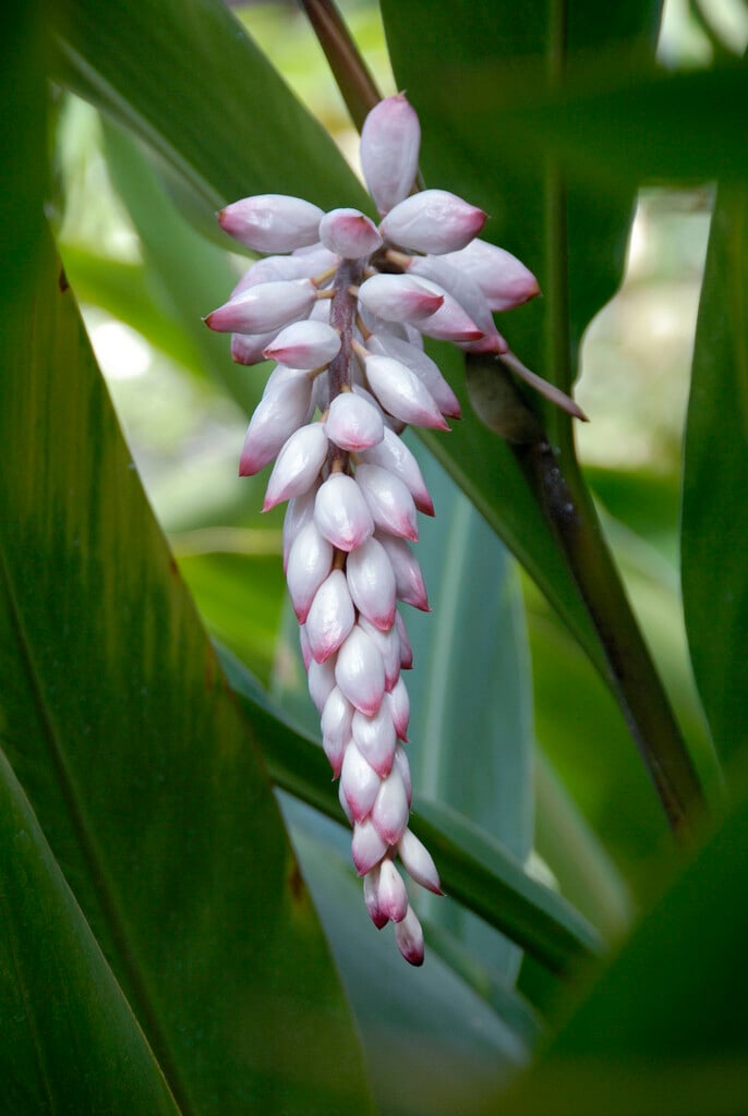 Indian shell flower