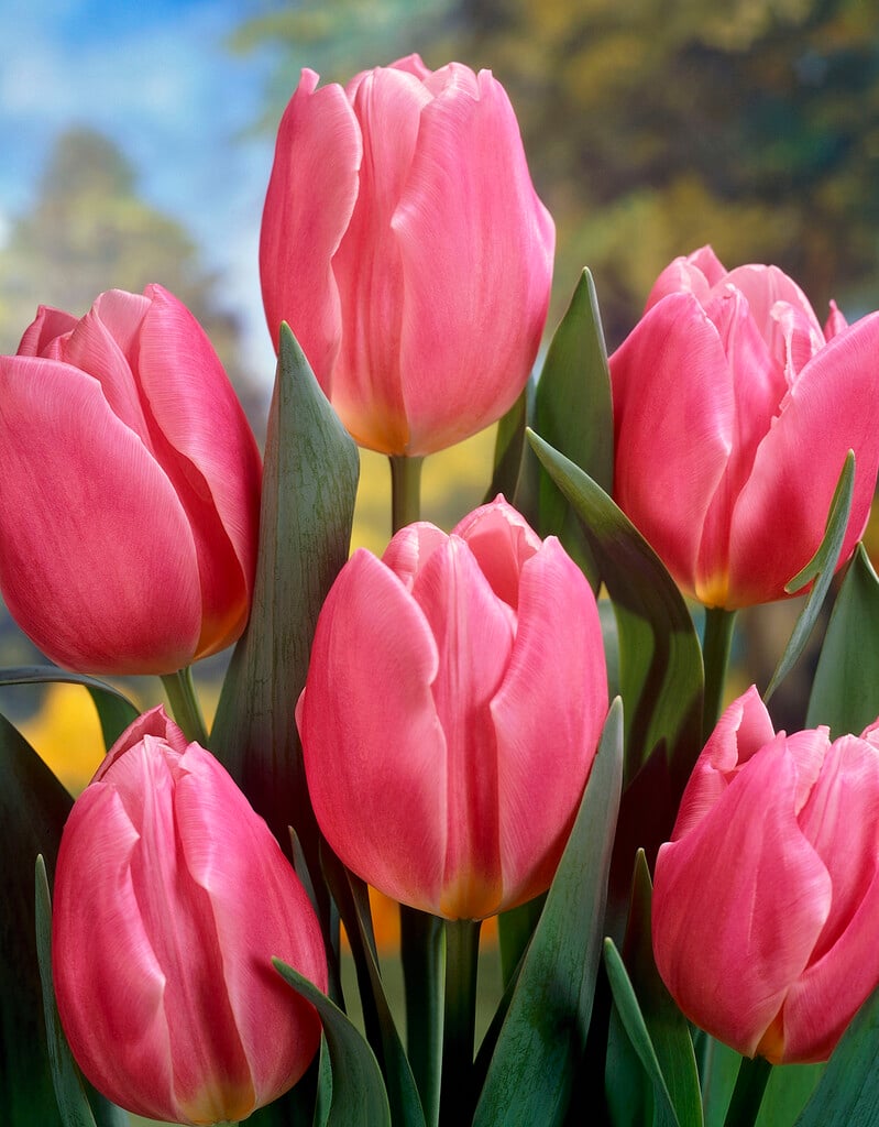 tulip 'Early Glory'