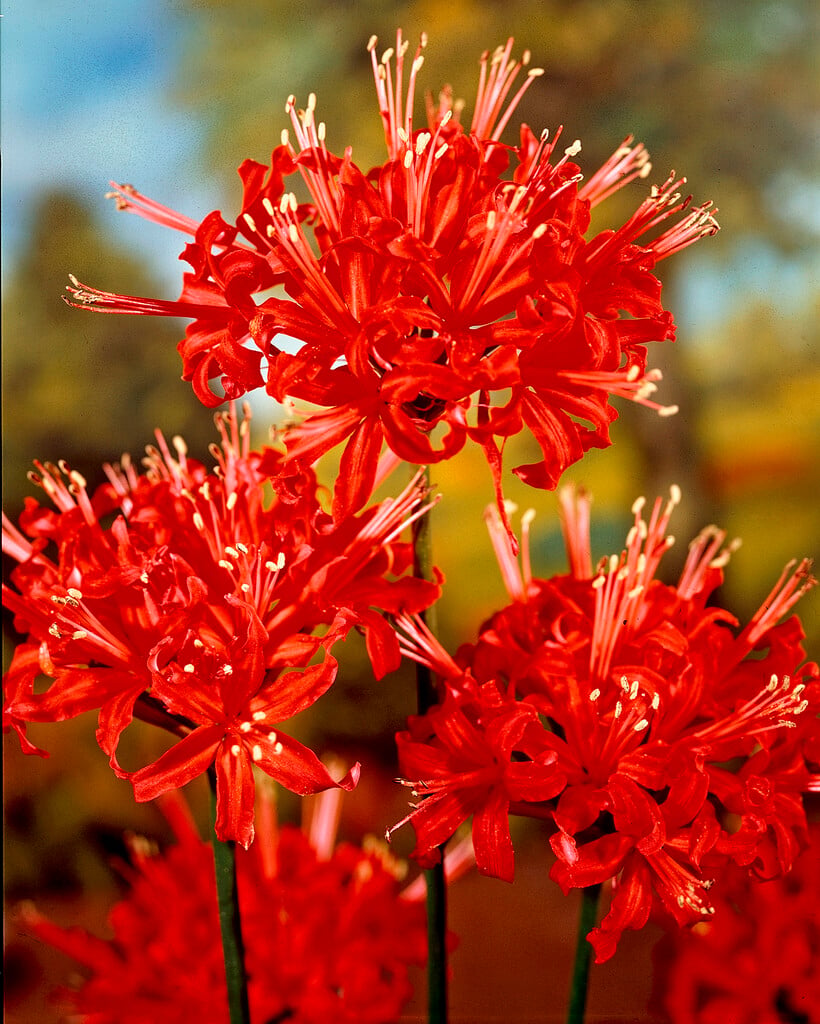 red spider lily