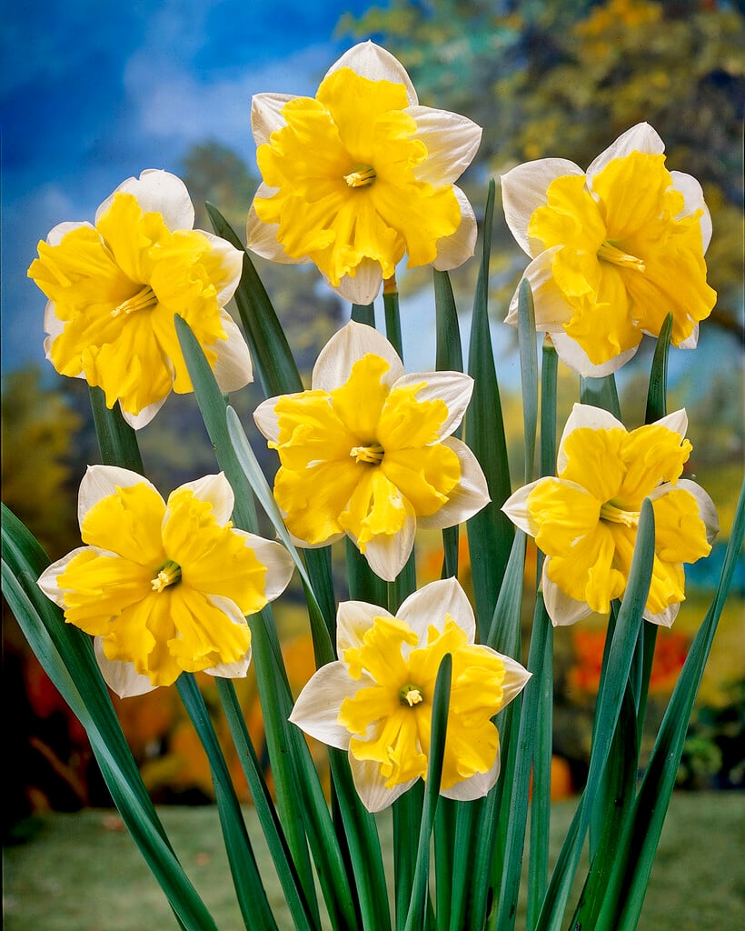 daffodil 'Cassata'
