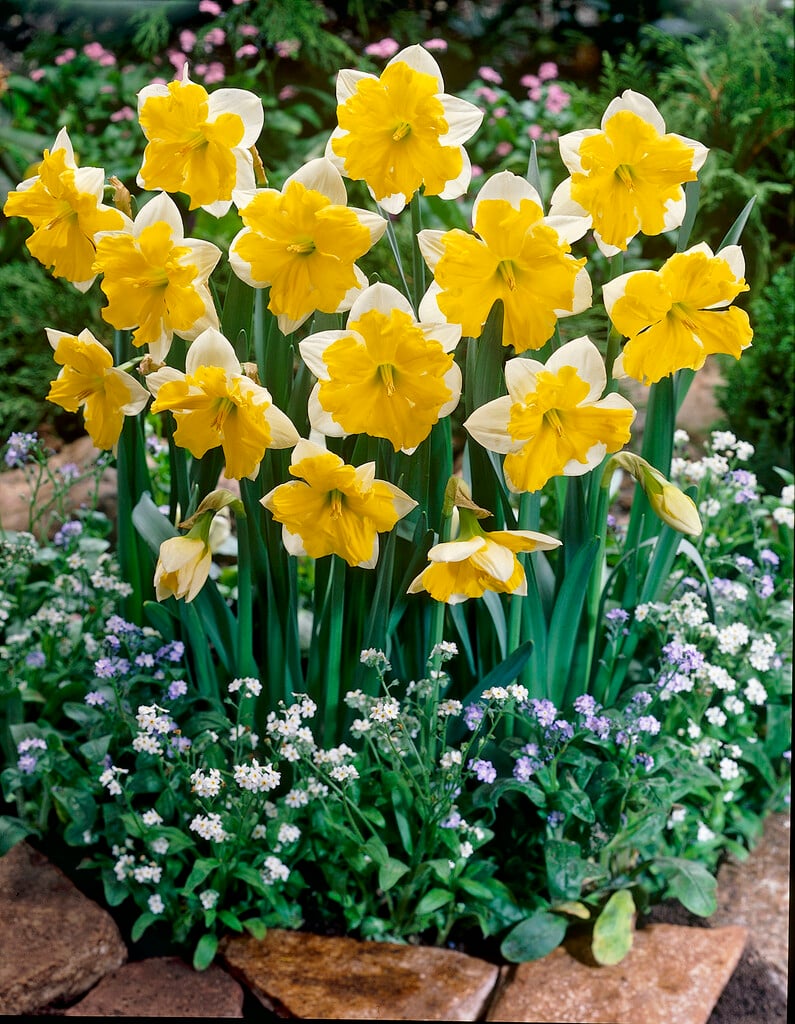 daffodil 'Cassata'