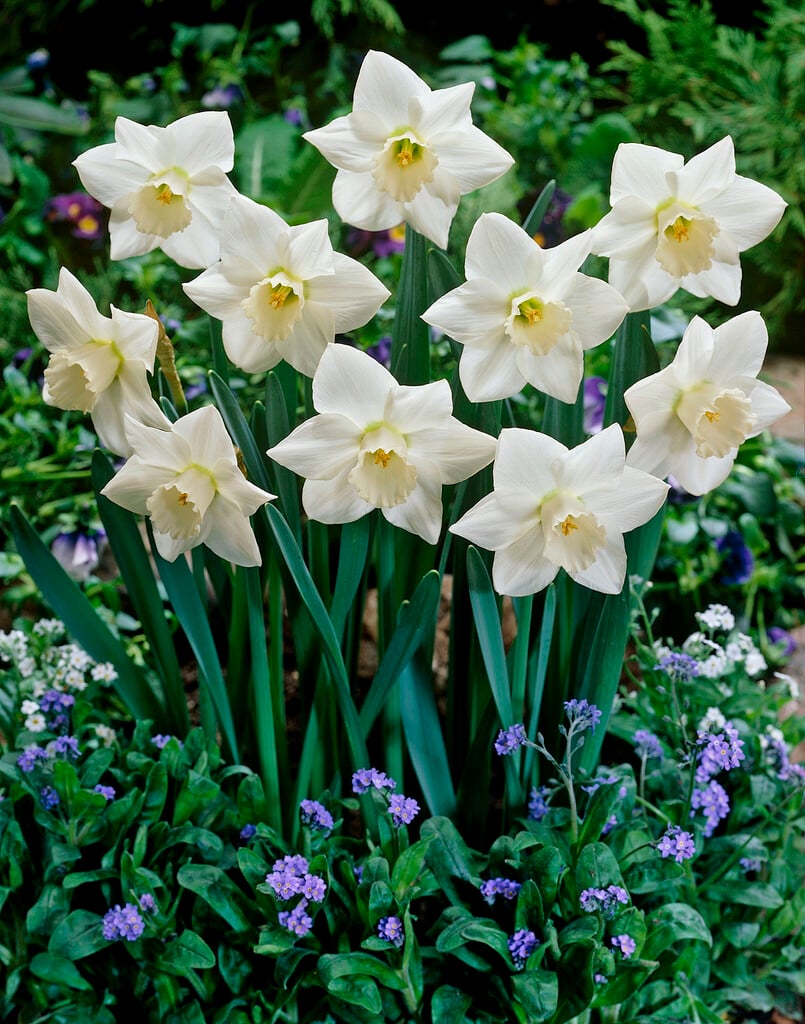 daffodil 'White Plume'