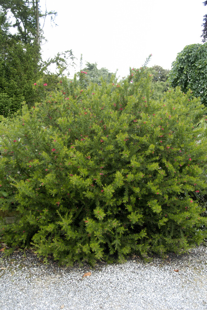 <i>Grevillea</i> <i>banksii</i>