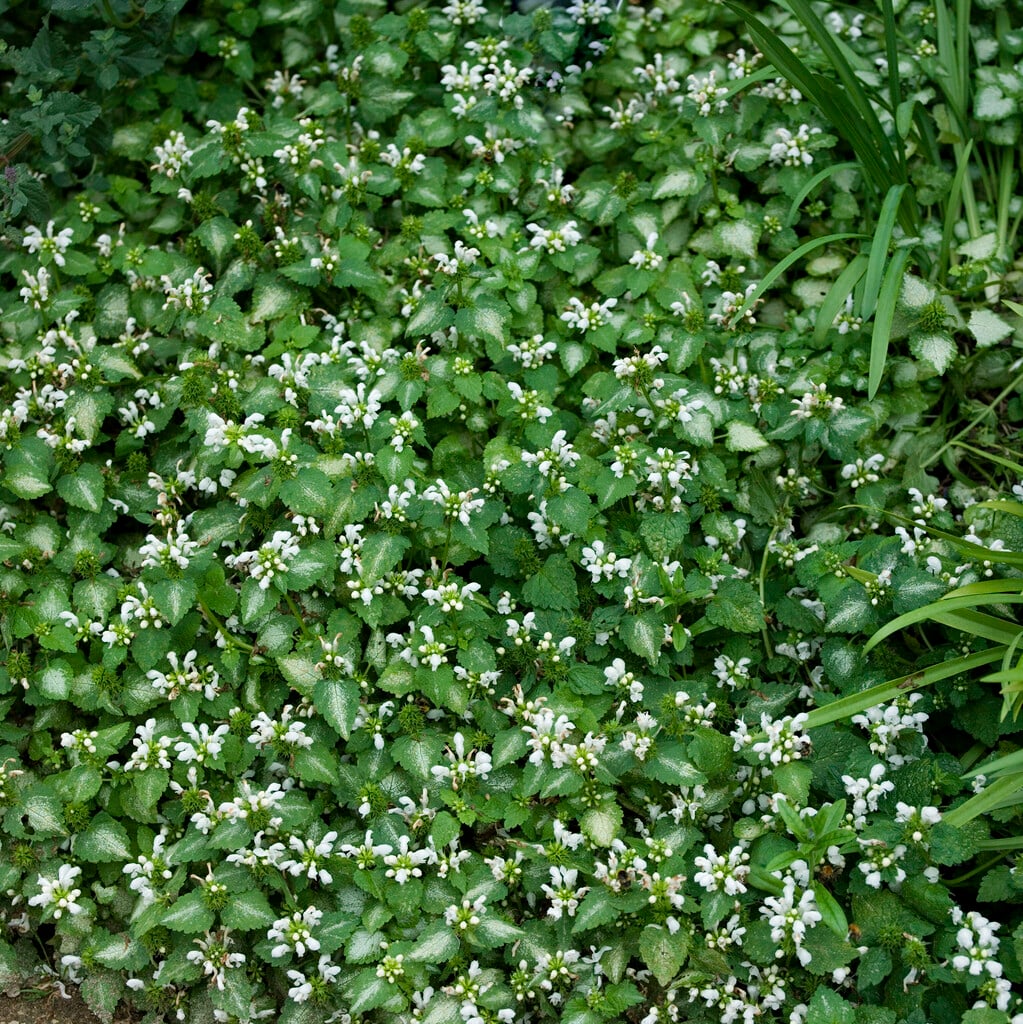 <i>Lamium</i> <i>maculatum</i> 'Album'