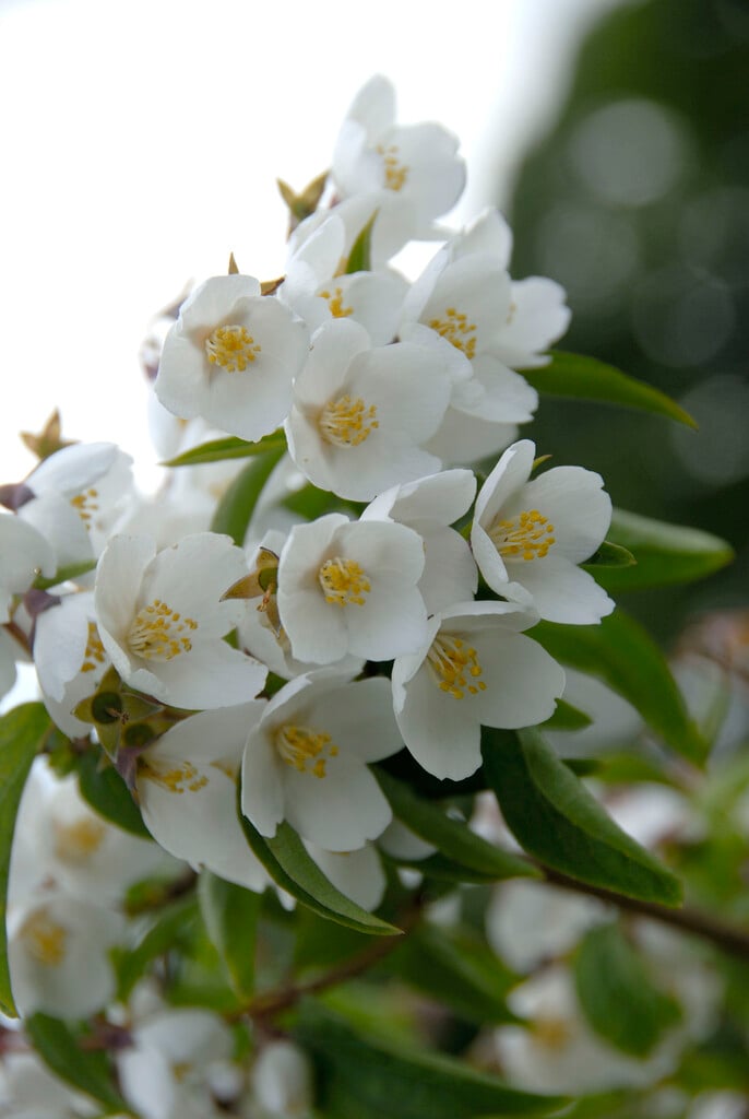 Delavay’s mock orange