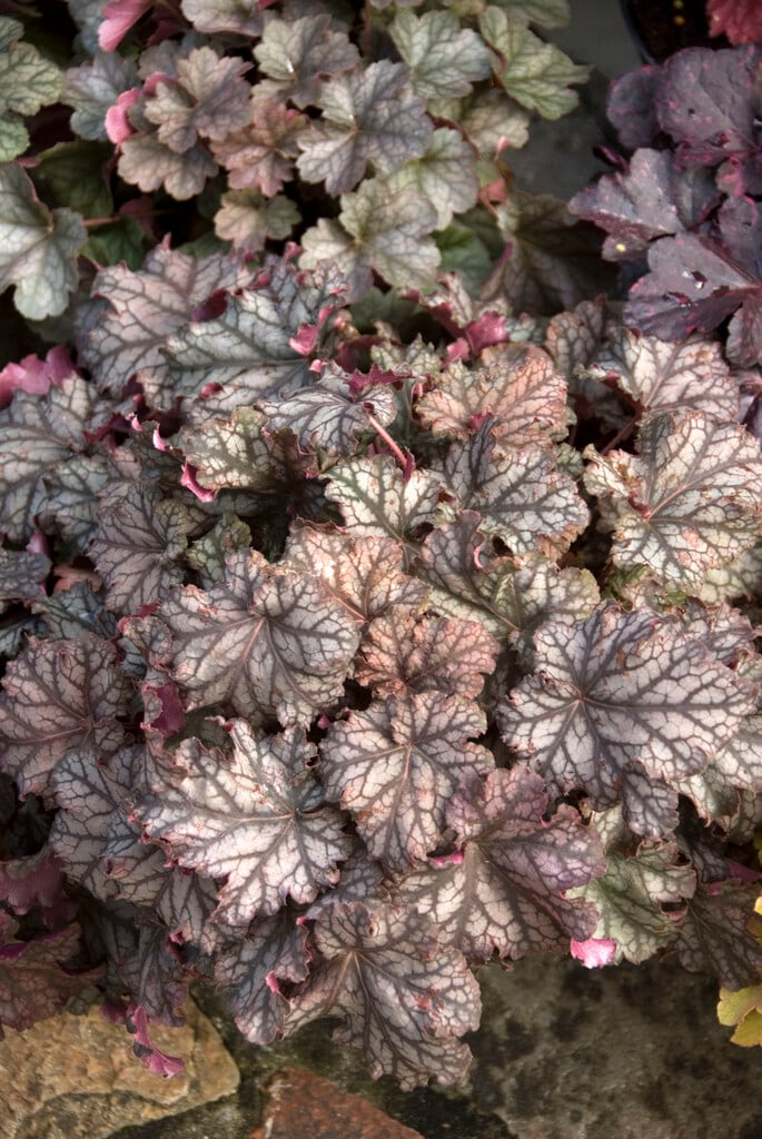 alum root 'Mars'