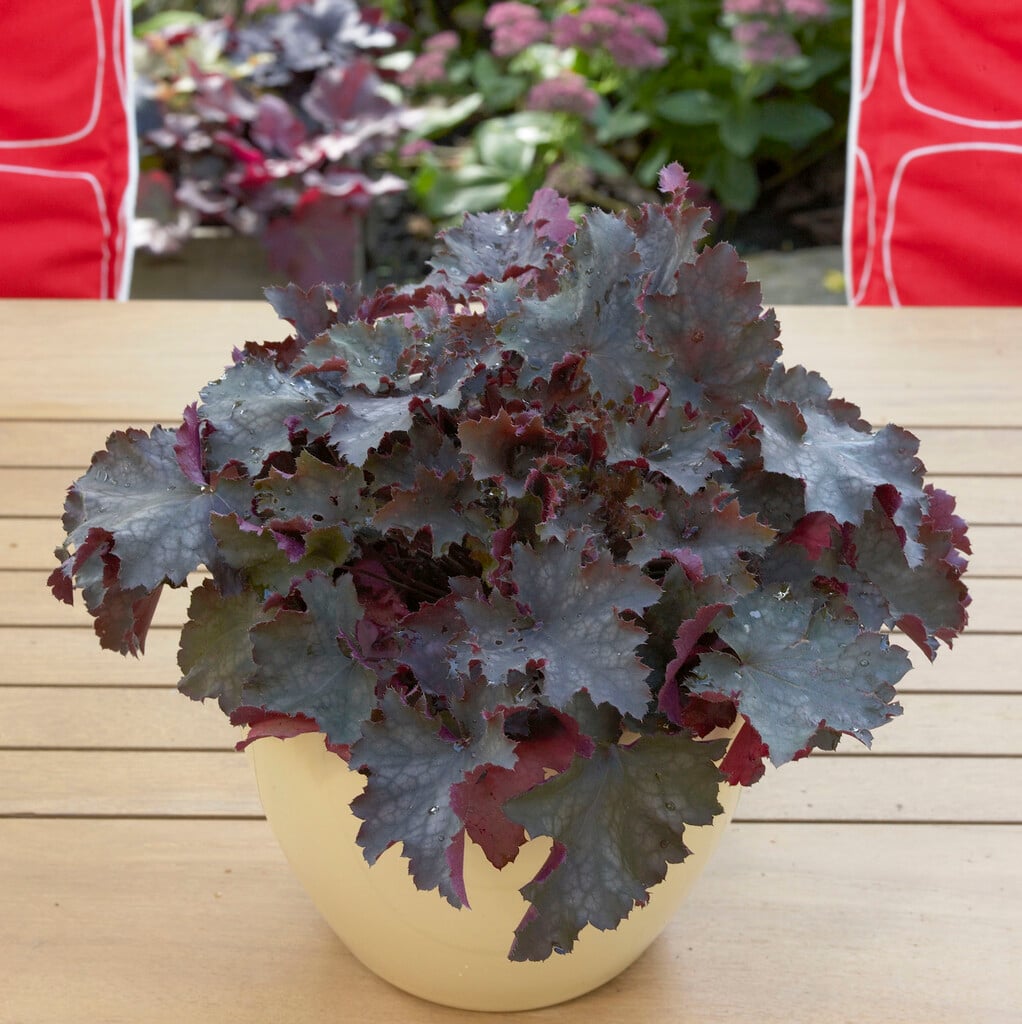 alum root 'Prince of Orange'