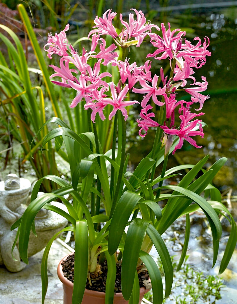 <i>Nerine</i> 'Belladonna'