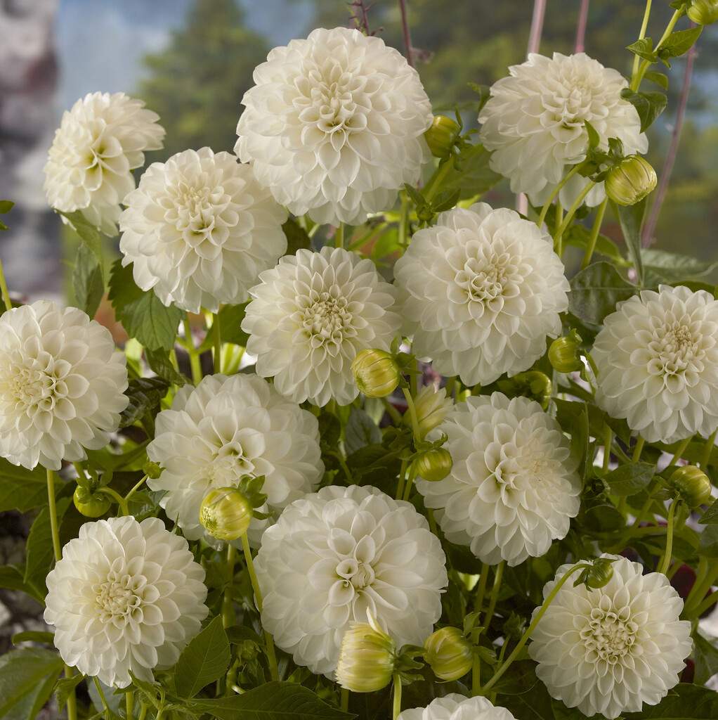 <i>Dahlia</i> 'Taffarel' (D)