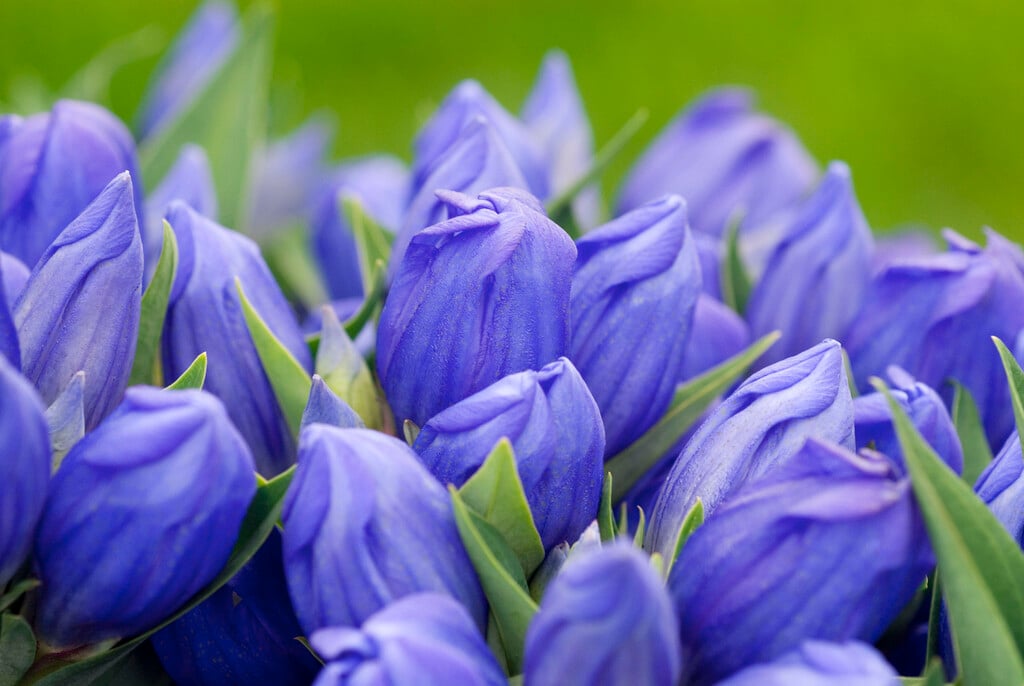 gentian 'Marsha'