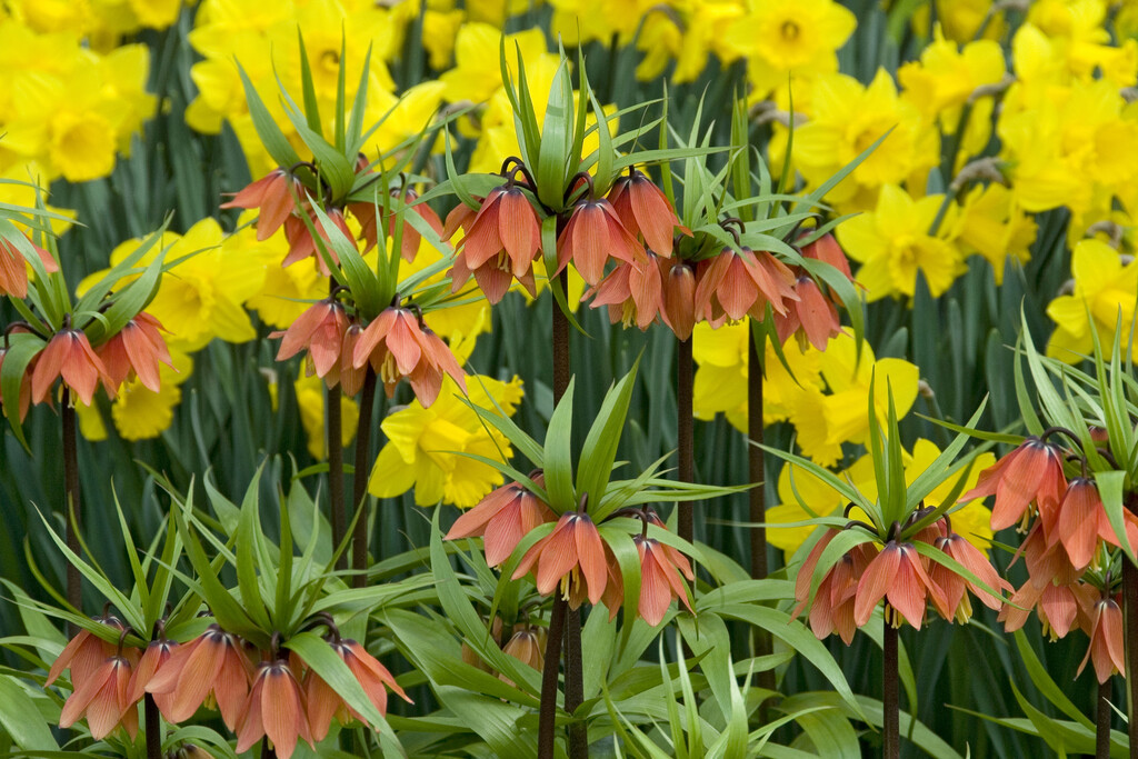 <i>Fritillaria</i> 'Chopin' (Rascal Series)