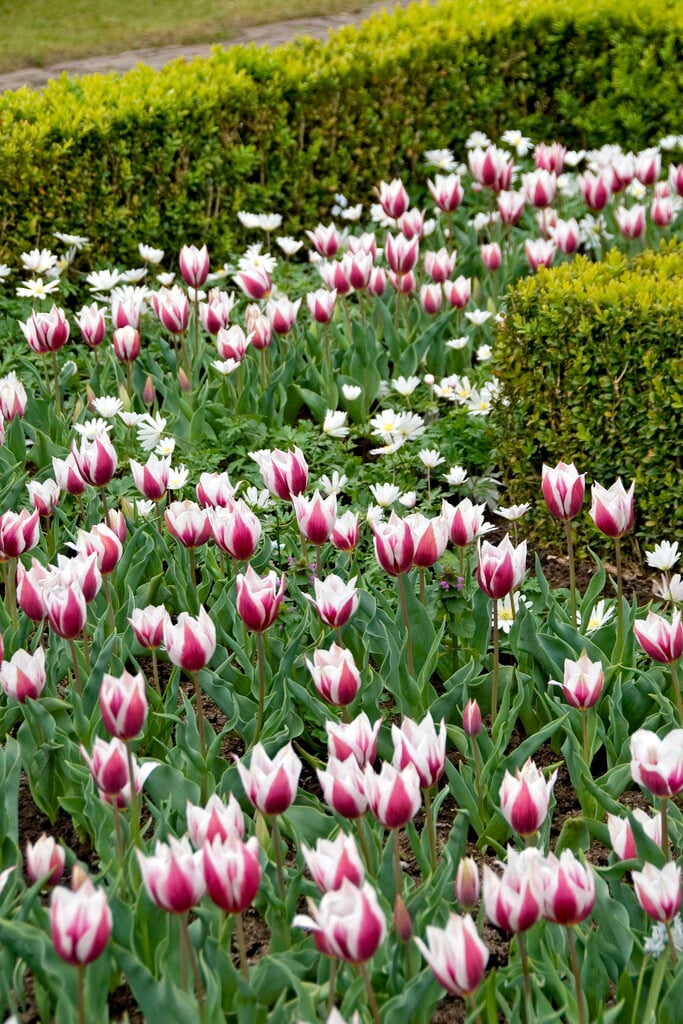 tulip 'Lac van Rijn'