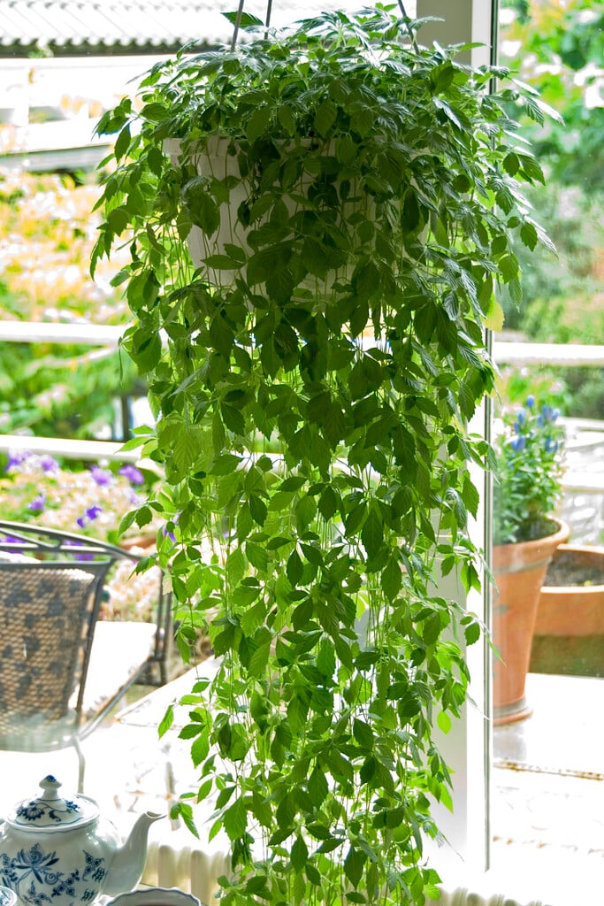 sweet tea vine