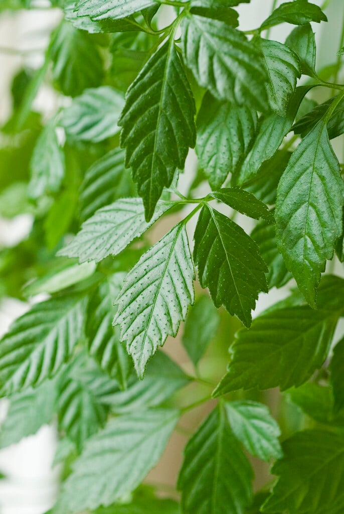 sweet tea vine