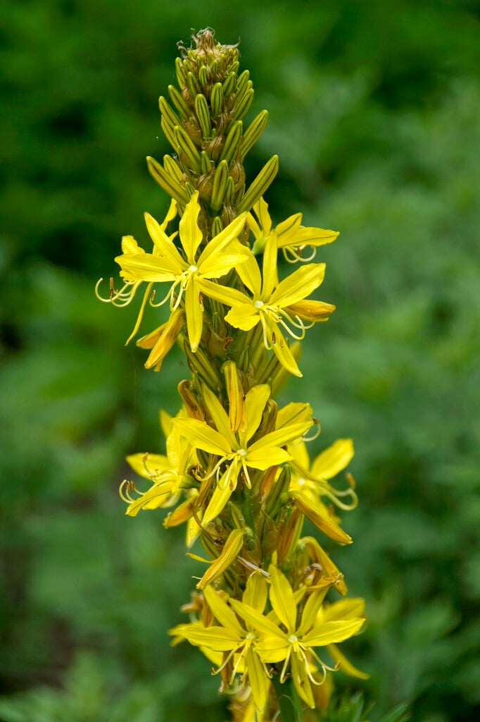 asphodel