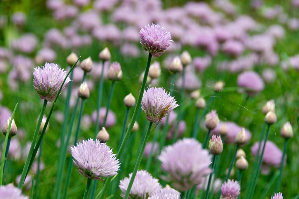 chives 'Forescate'