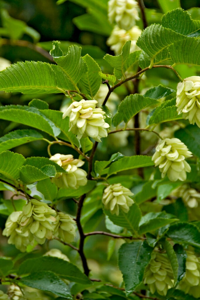 American hop hornbeam