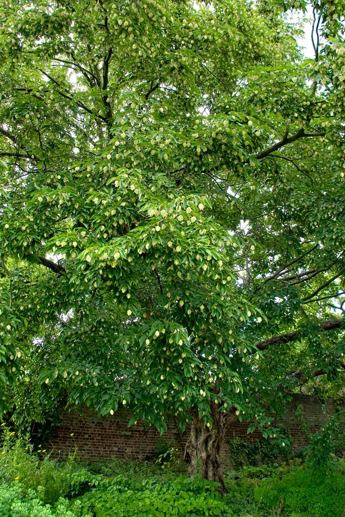 American hop hornbeam